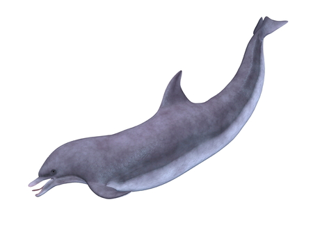 dolphinの写真素材