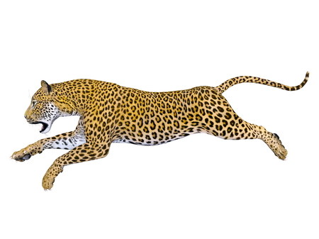leopardの写真素材