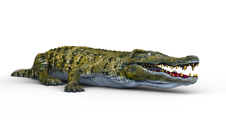crocodileの写真素材