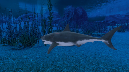 sharkの写真素材