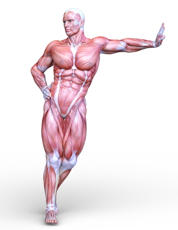 male lay figureの写真素材