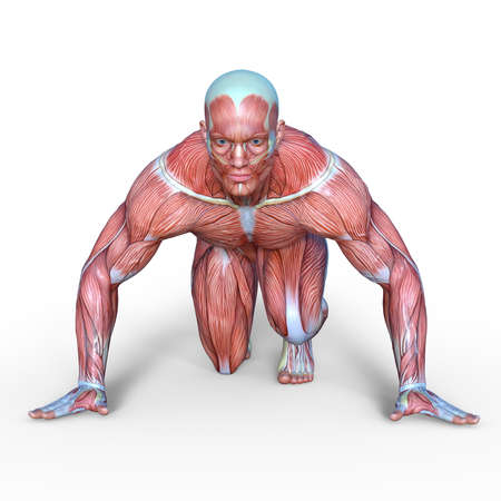 male lay figure
