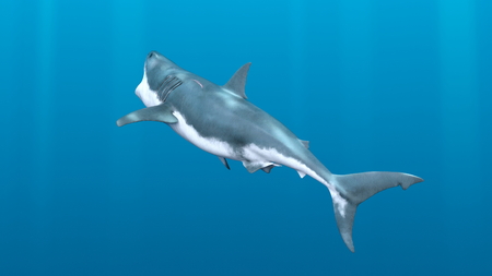 3D CG rendering of Sharkの写真素材