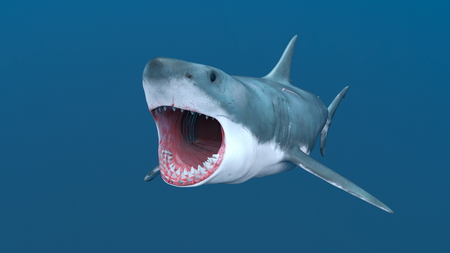 3D CG rendering of sharkの写真素材