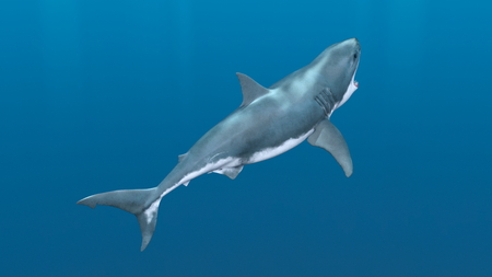 3D CG rendering of sharkの写真素材