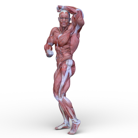 3D CG rendering of muscle manの写真素材