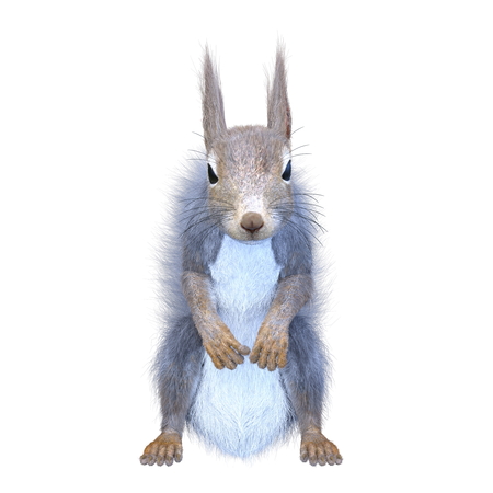 3D CG rendering of squirrelの写真素材