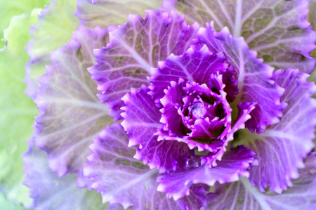 Beautiful purple cabbage