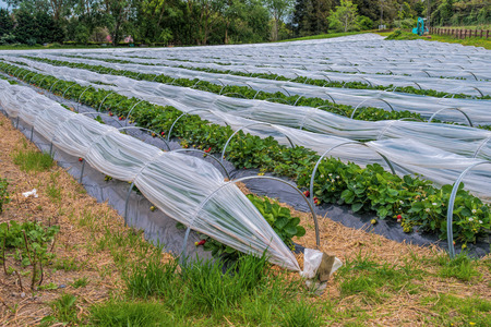 Strawberry plant growing at farmの写真素材