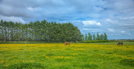 Rural, two horses feeding in a field of wilderflowerの写真素材