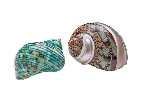 Two sea shells isolated on white background