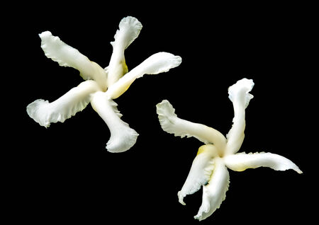 A pair of crape jasmin flower isolated on black backgroundの写真素材