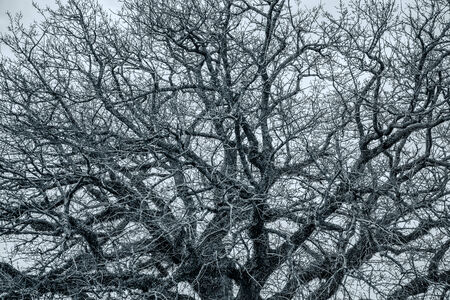 Dry tree without leaves