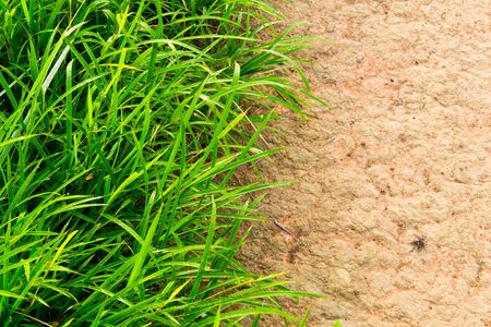Grass and soil backgroundの写真素材