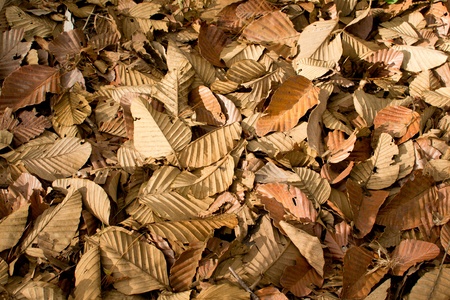 Background of dry leafの写真素材