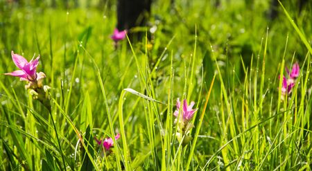 Siam Tulip in the forestの写真素材