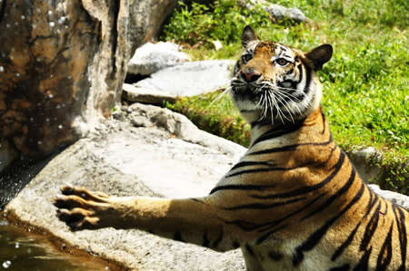 Bengal tigerのeditorial素材