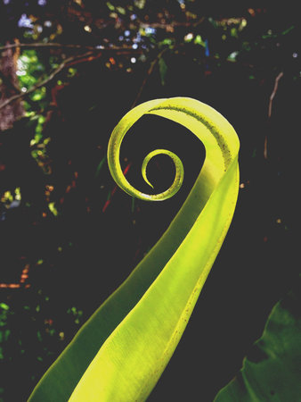 Green natureの素材