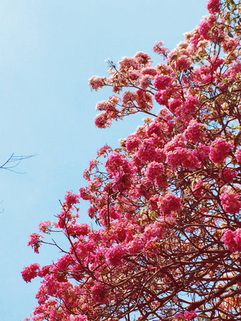 Pink flowerの素材