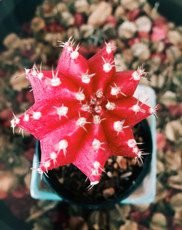 Cactus flowerの素材