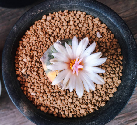 Cactus flowerの素材