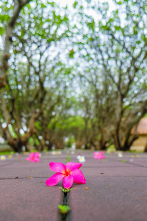 Plumeriaの写真素材