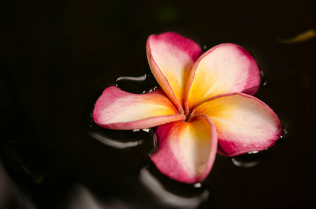 plumeria