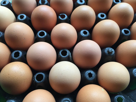 Eggsの素材