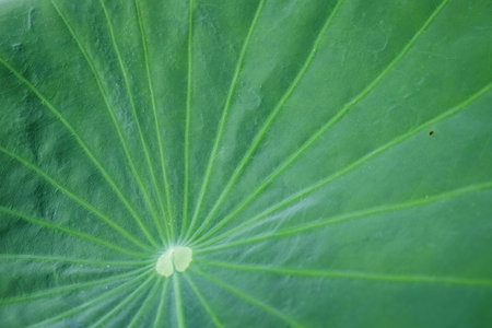 leaf textureの写真素材