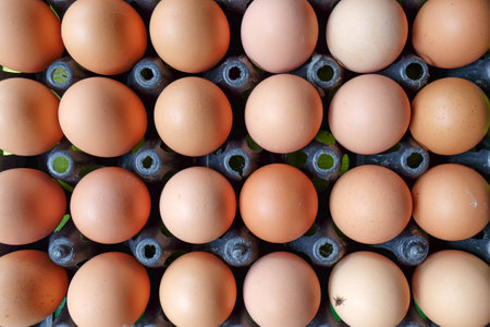 eggsの写真素材