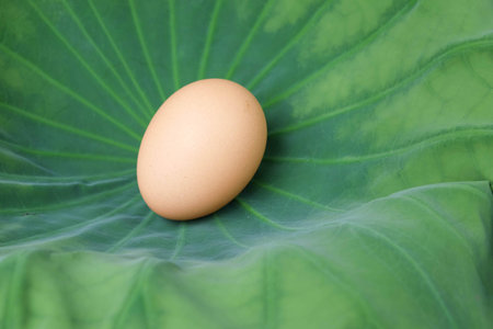eggsの写真素材