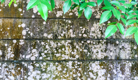 Green leaves and old wallの素材