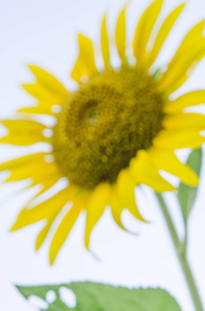 blur sunflowerの写真素材