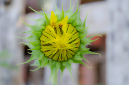 sunflower blurの写真素材