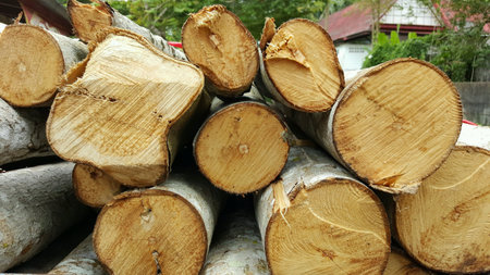 Timberの素材