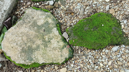 Cement broken with mossの素材
