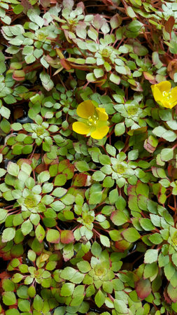 Water chestnutの素材