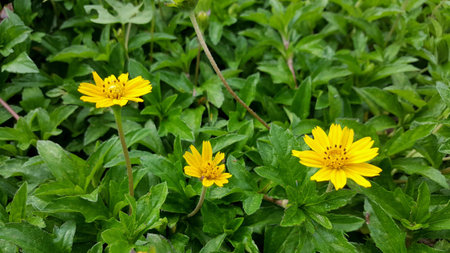 3 yellow flowers on the green grass.の素材
