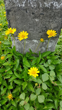 Yellow flowersの素材