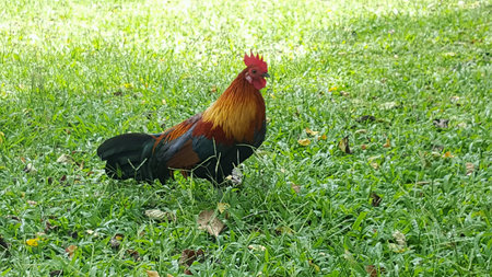 Chicken