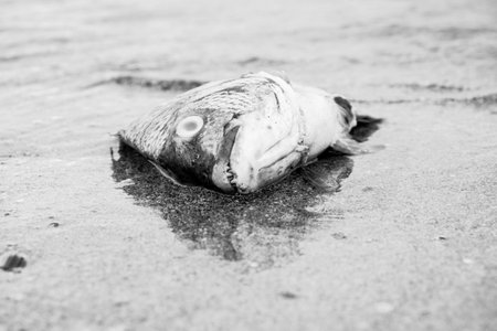 dead fishの写真素材