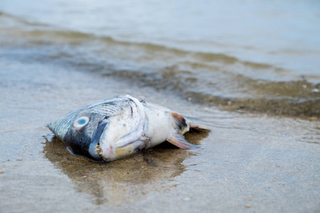a dead fish on the beachの写真素材