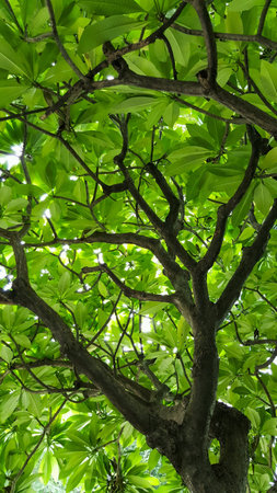 Green leaves