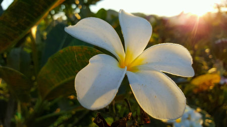 White Frangipani in the morningの素材