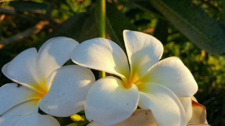 White Frangipani in the morningの素材