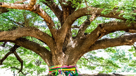 The large old tree of  faithfulnessの写真素材