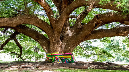 The large old tree of  faithfulnessの写真素材