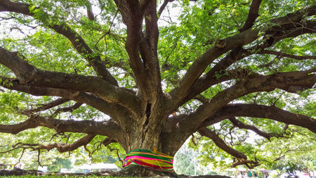 The large old tree of  faithfulnessの写真素材