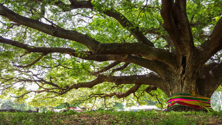The large old tree of  faithfulnessの写真素材