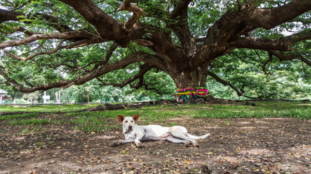 The large old tree of  faithfulnessの写真素材